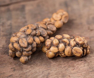 Kopi Luwak Coffee cat poo drink