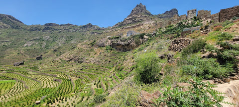 Yemen Coffee Farm High Altitude Natürlich verarbeiteter jemenitischer Kaffee Filtergeröstet Spezialkaffee Microlot Limited Edition