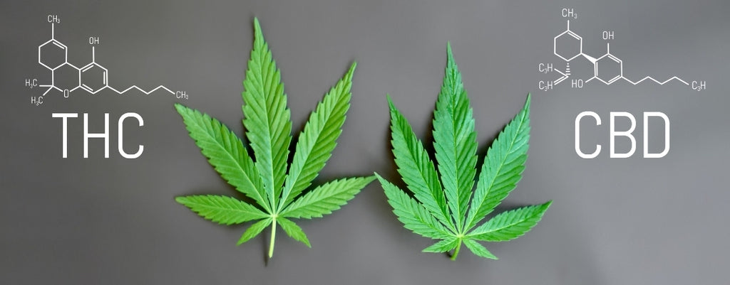 THC vs. CBD; Cannabis-Formel