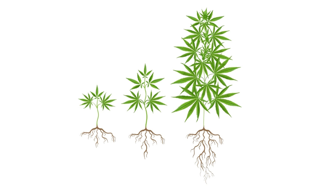 Wchstumsphase Cannabis; Blüteprozess Hanf Illustration