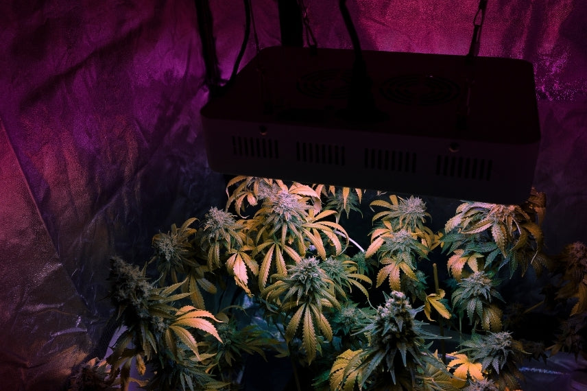 Zuchtzelt für Cannabis-Pflanzen