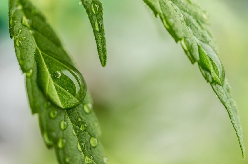 Cannabis Pflanze; Cannabis Blatt mit Wassertropfen