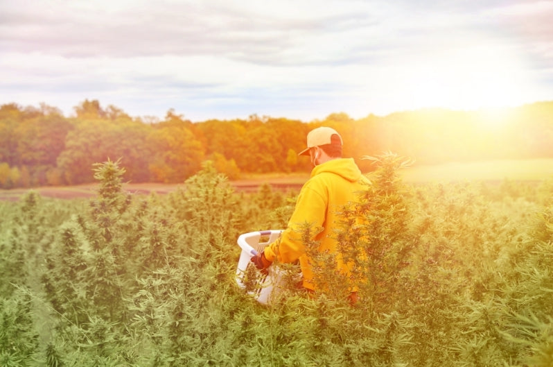 Junge erntet ein Cannabis Feld