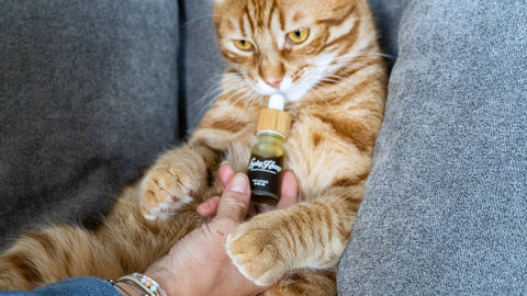 Katze mit CBD-Öl; CBD für Katzen