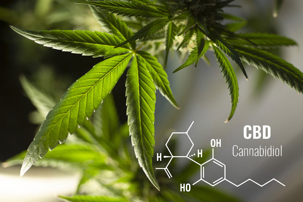 Cannabidiol-Formel; Hanfblatt; CBD-Blüten