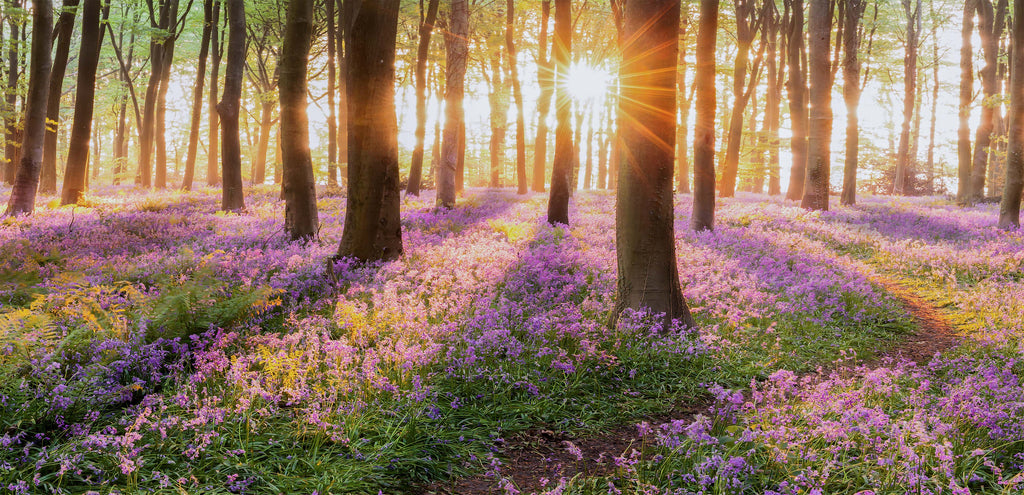 Fioletowe kwiaty w lesie; słońce prześwituje przez drzewa