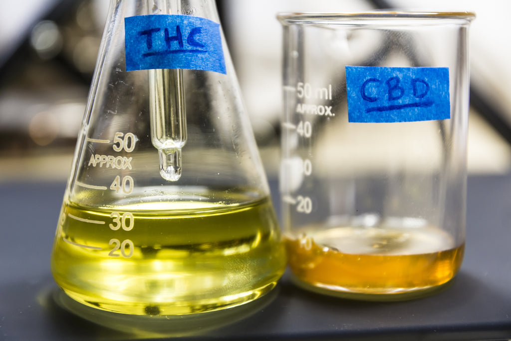 THC und CBD Extrakt nebeneinander in Chemie-Bächergläser; der Unterschied ist farblich zu sehen