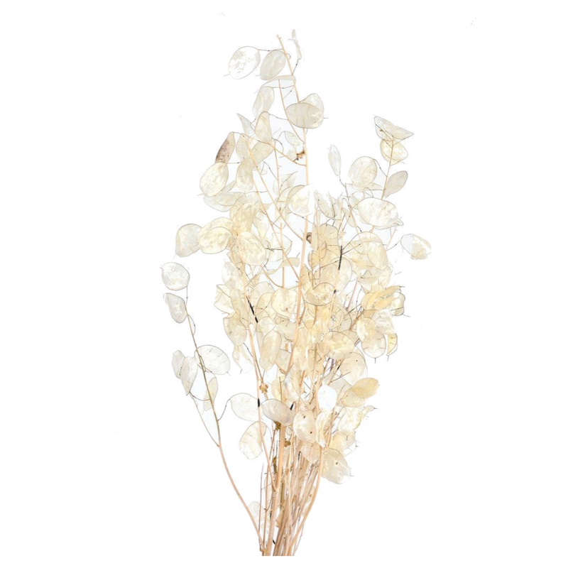 Buy Dried Preserved Hydrangeas Large Head Ruffled Big Petals Dried Flower  Floral Design Unicorn Dreams Online in India 
