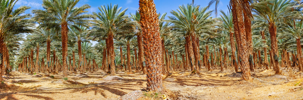 A Date Farm showing Palm Trees