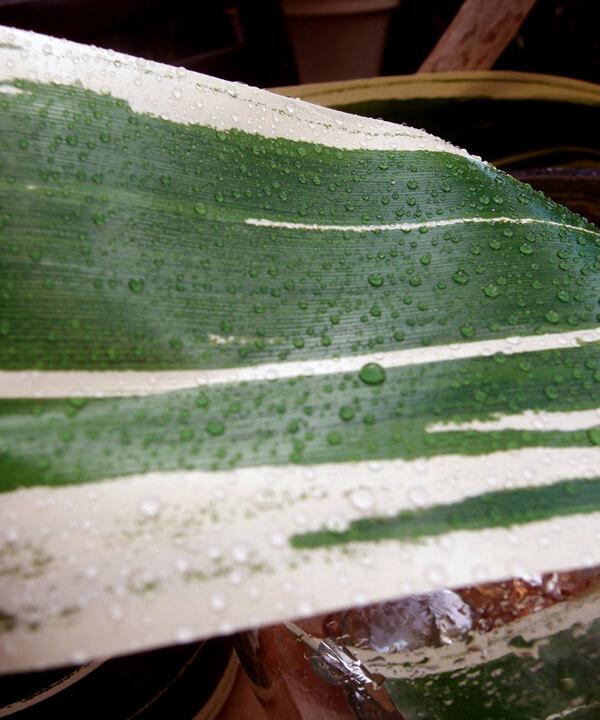 Variegated Aspidistra Leaf 4 Ribbon Green & Silver 50 yards - Quick Candles