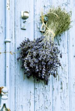 Lavender Flowers Air Dried Premium Blue Fragrant (90+ stems) - Quick Candles