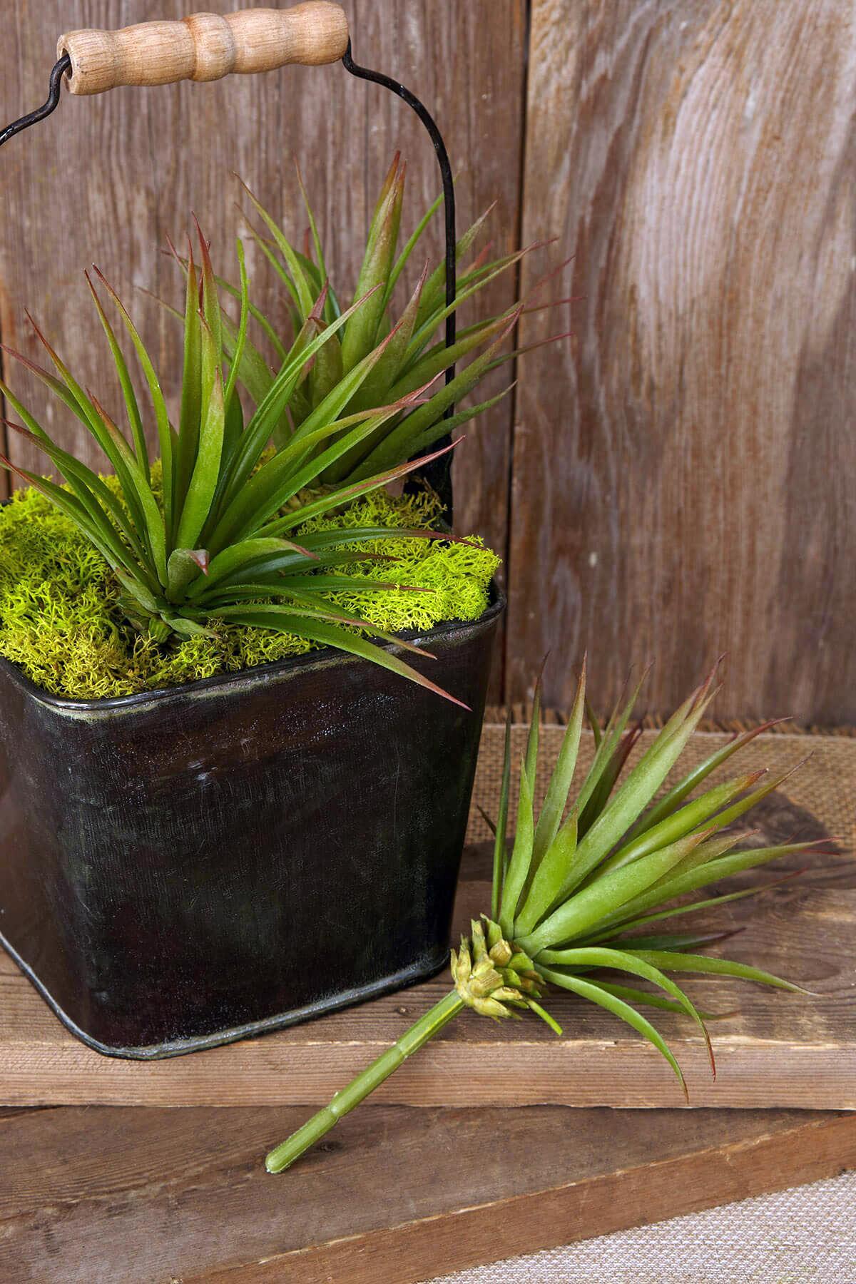 Faux Air Plant: Artificial Tillandsia With Pale Green Leaves, Fake Air Plant,  Stricta 8.5 Inch Long 