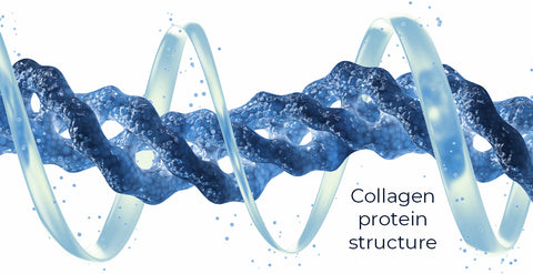 Collagen Protein Molecule Image
