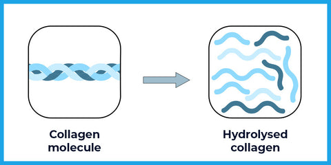 Hydrolysed collagen versus regular collagen