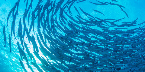Image of fish shoal depicting marine collagen