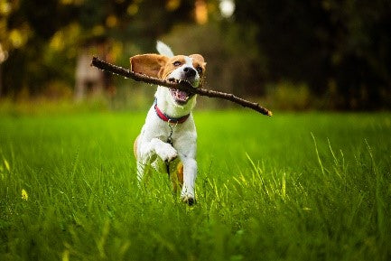 A dog running in field for Silver Honey wound care from Absorbinepet