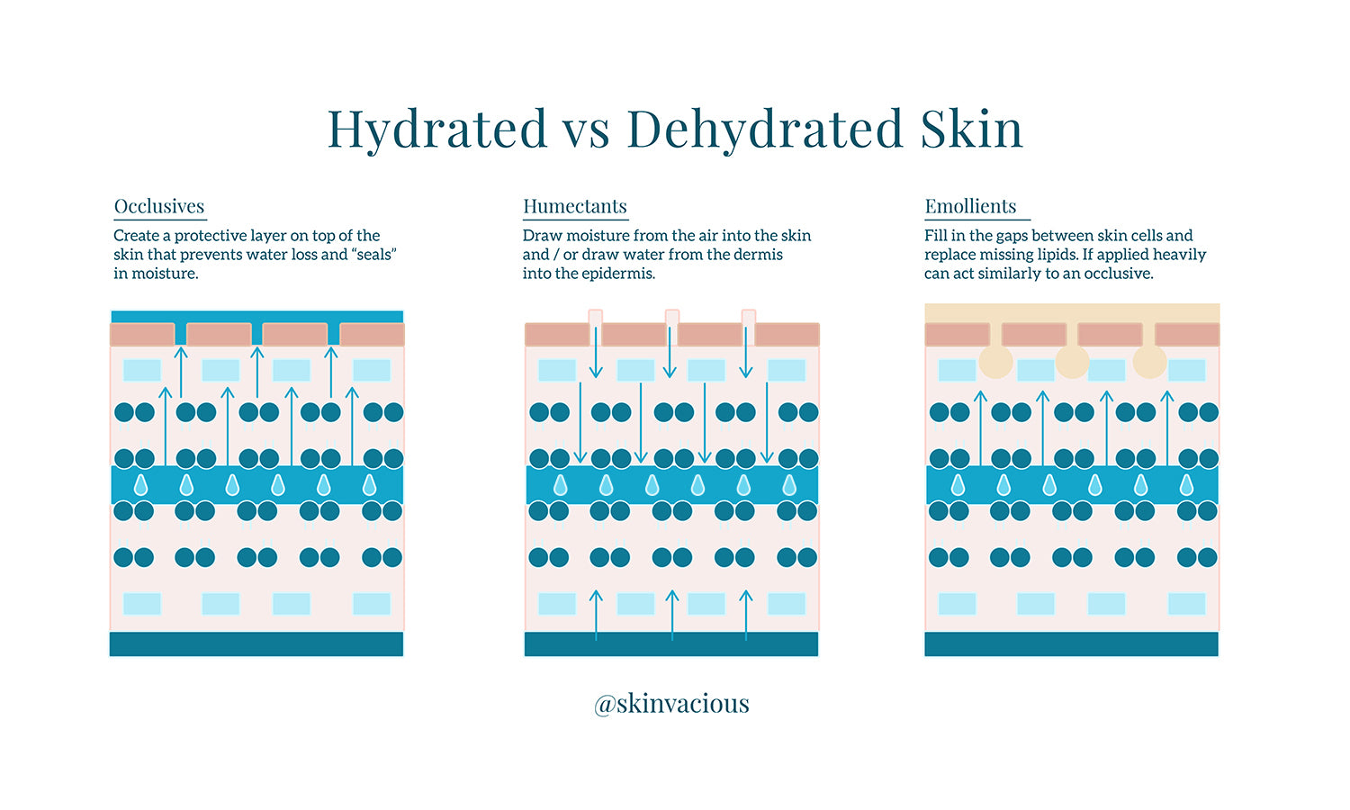 skinVacious - Hydrated vs Dehydrated Skin