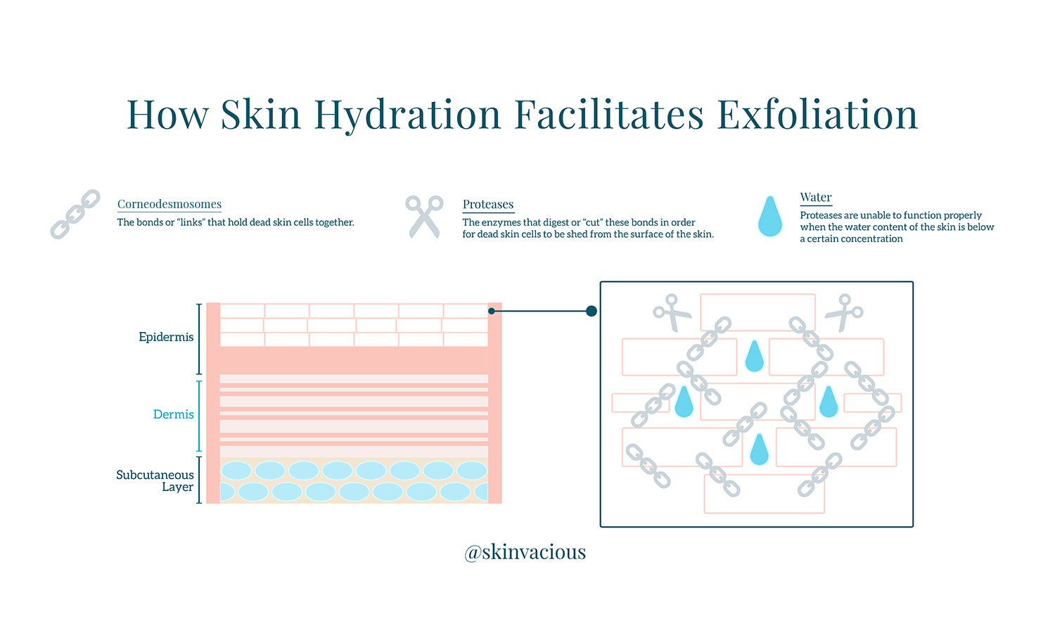 skinVacious - How Skin Hydration Facilitates Exfoliation