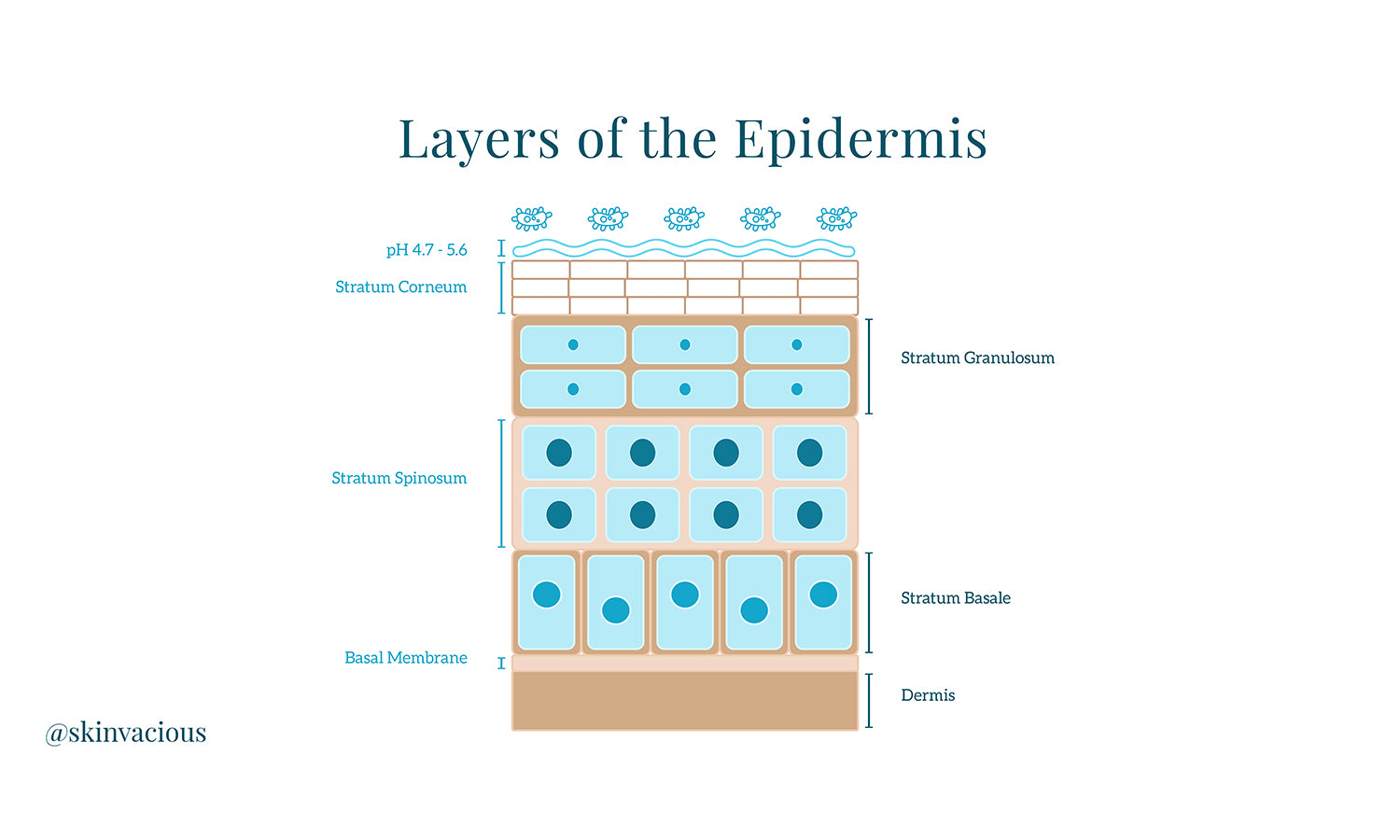 skinVacious - Layers of the Epidermis