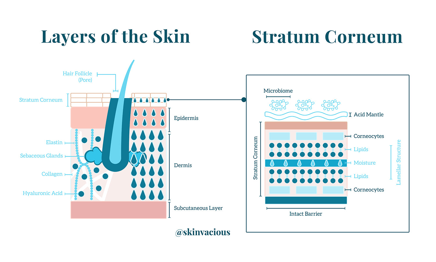 skinVacious - Layers of the Skin