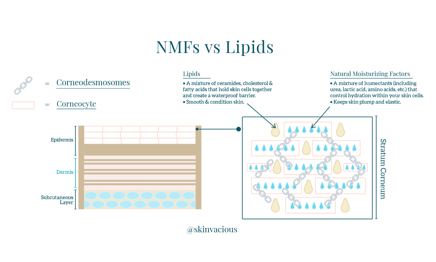 Natural Moisturizing Factor vs Lipids Barrier Defense - skinVacious