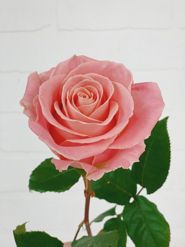 Bouquet de 12 roses – Il était une fleur