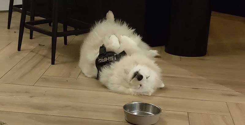 white fluffy samojeed dog on the ground