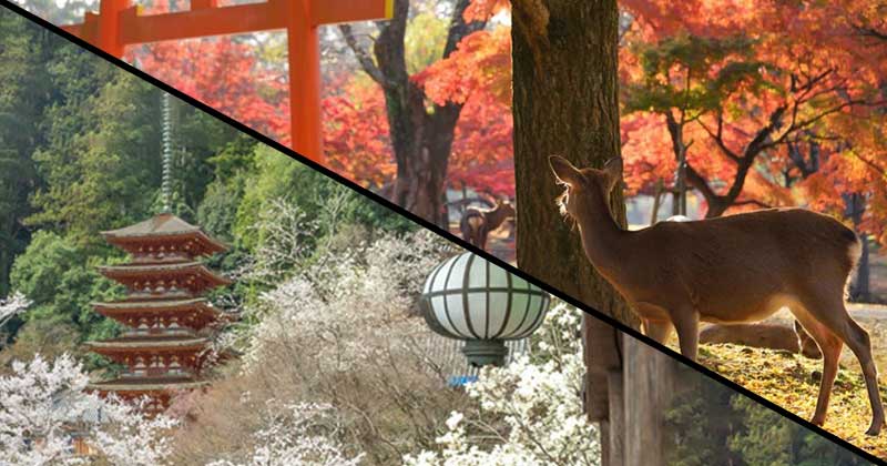 Photo of Hase-Dera temple in Japan 長谷寺, deer in Nara Park 奈良公園