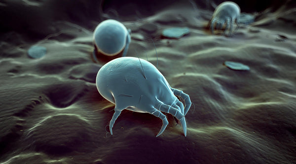 Cotton Pillowcase attracts dust mites