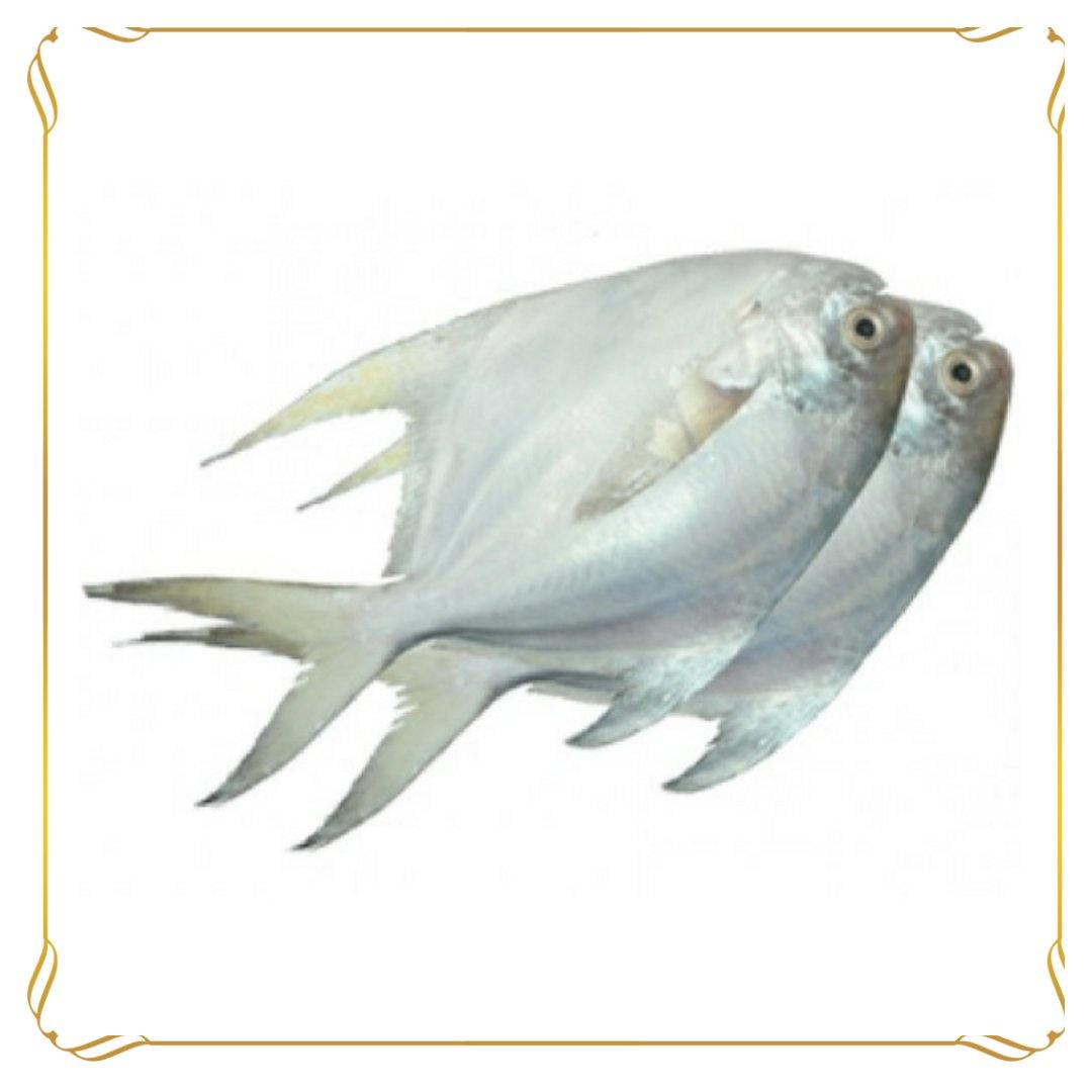 big white pomfret