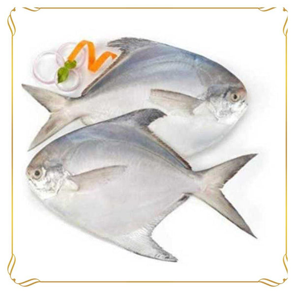 chanduva fish cost