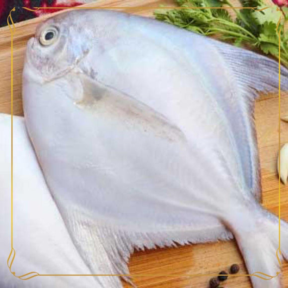 jumbo pomfret