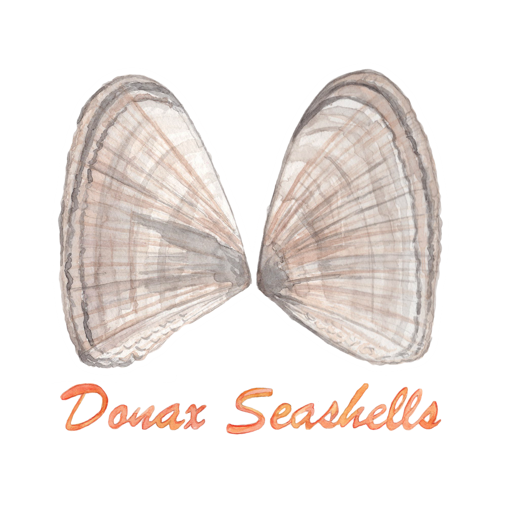 www.donaxseashells.com