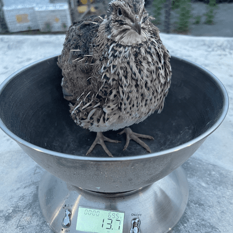 Facts about Jumbo Coturnix Quail
