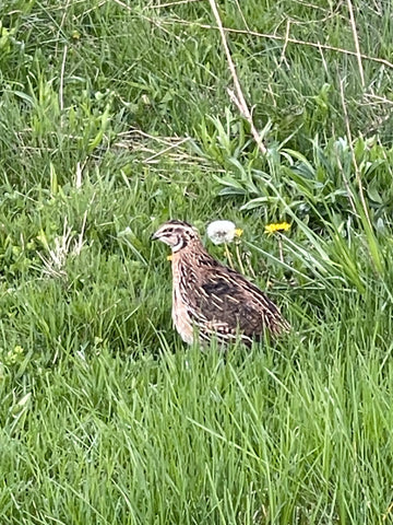 Largest Coturnix Quail