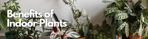 The Benefits of Indoor Plants Blog
