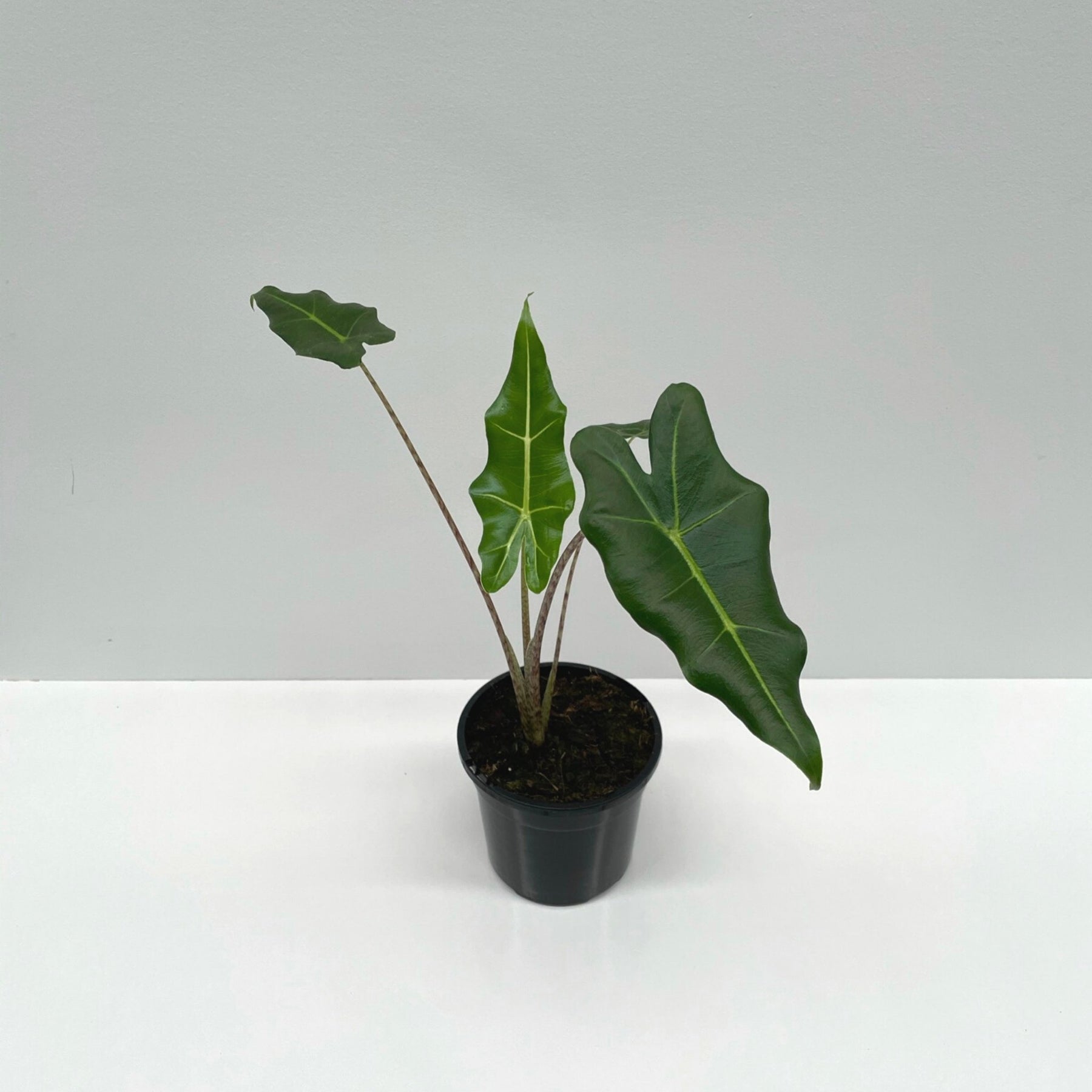 alocasia sarian