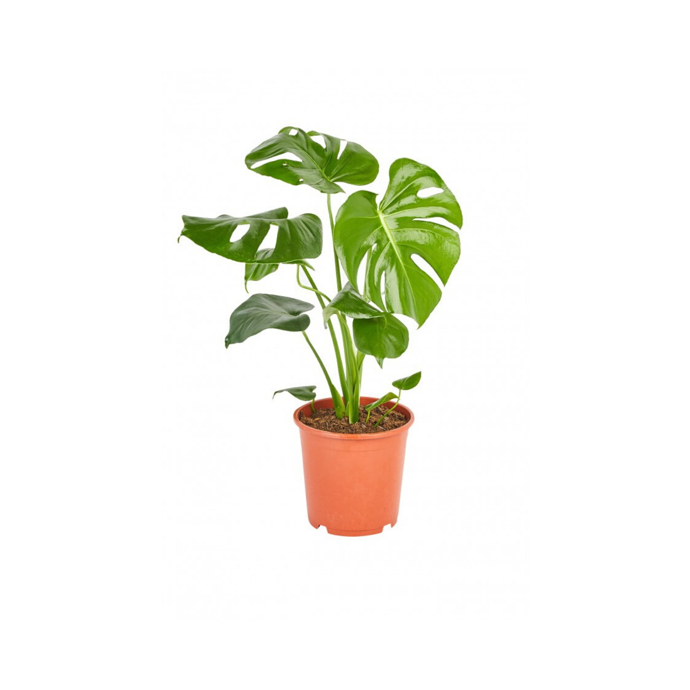 Monstera Deliciosa | Buy Plants Online Australia – Plants Direct