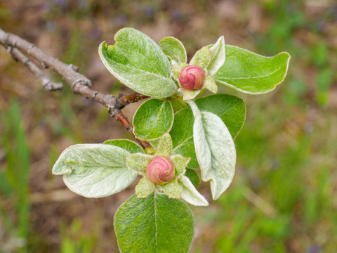 quince bud Aromatnaya