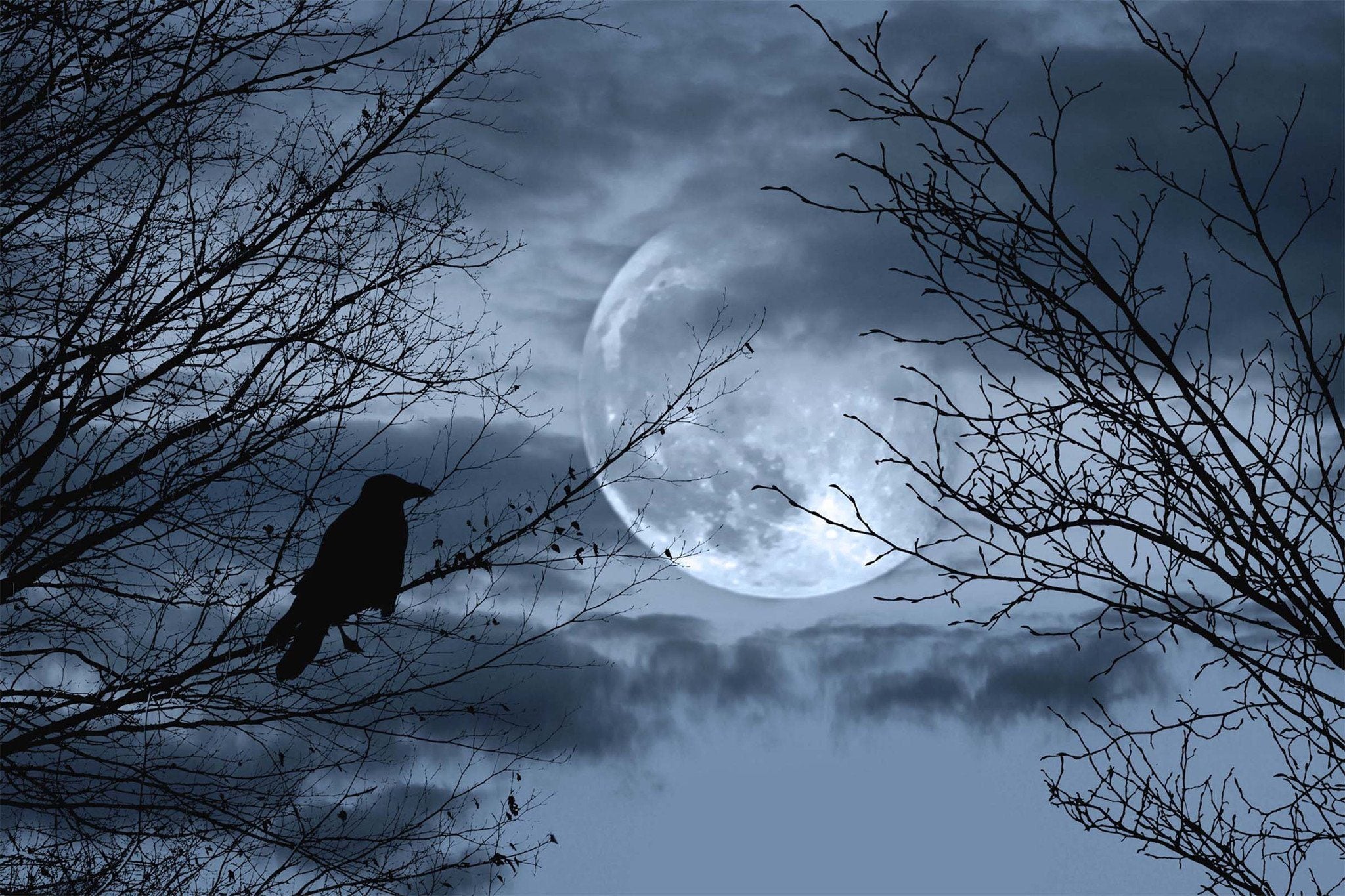 Download Full Moon Bare Trees Bird | AJ Wallpaper
