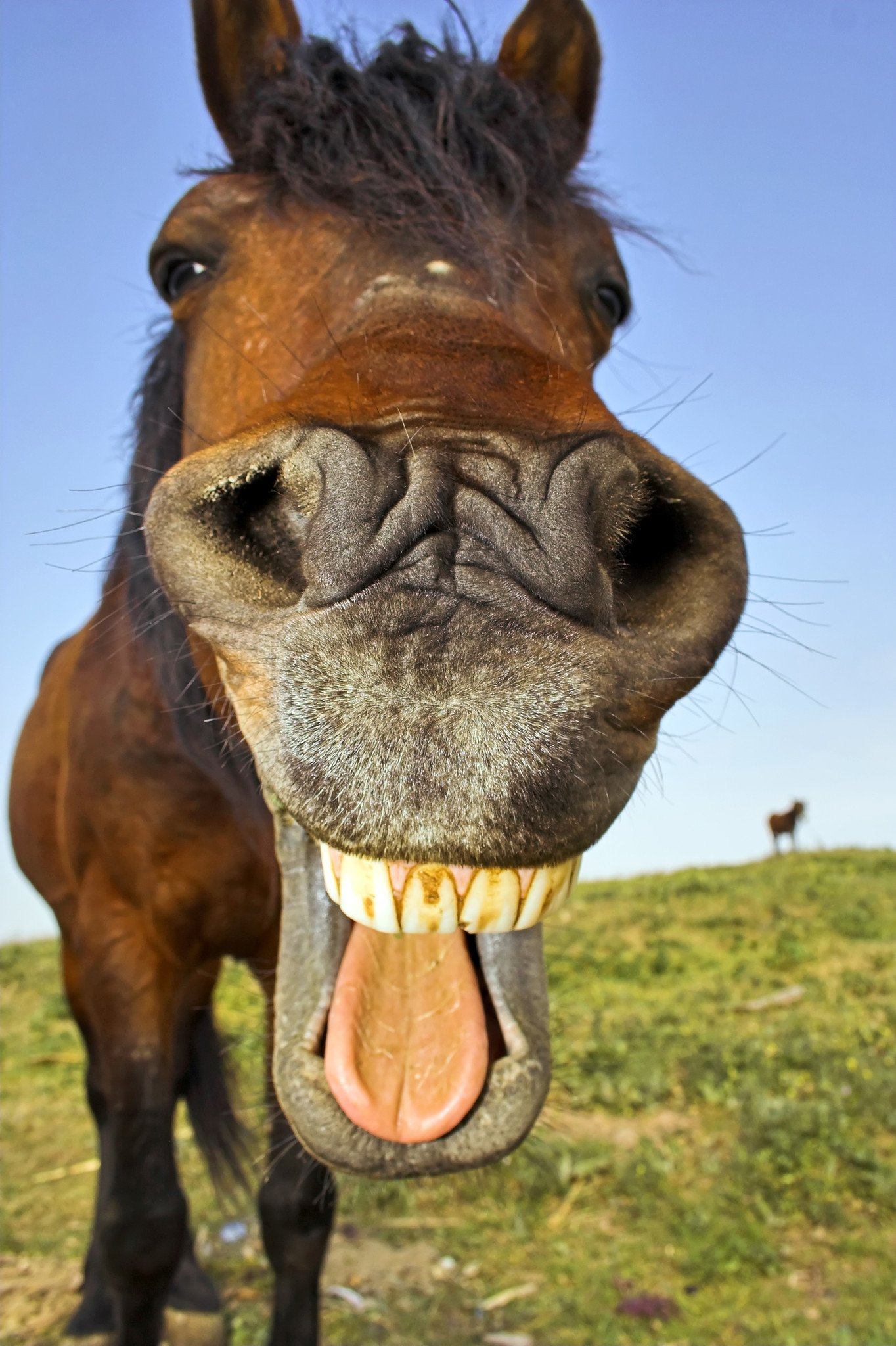 horse laughing