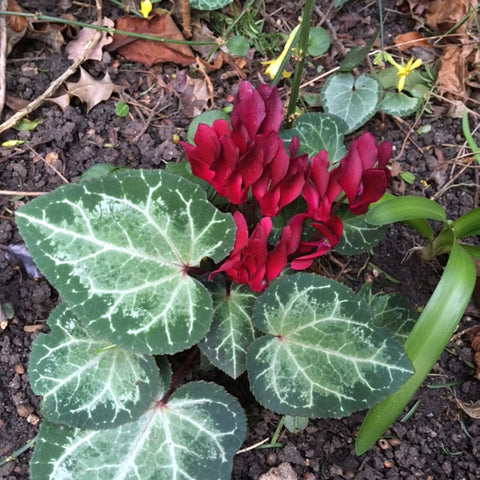 Real Cyclamen flower and leaves