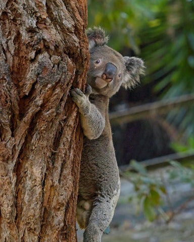Save the Koala Day - Brahx