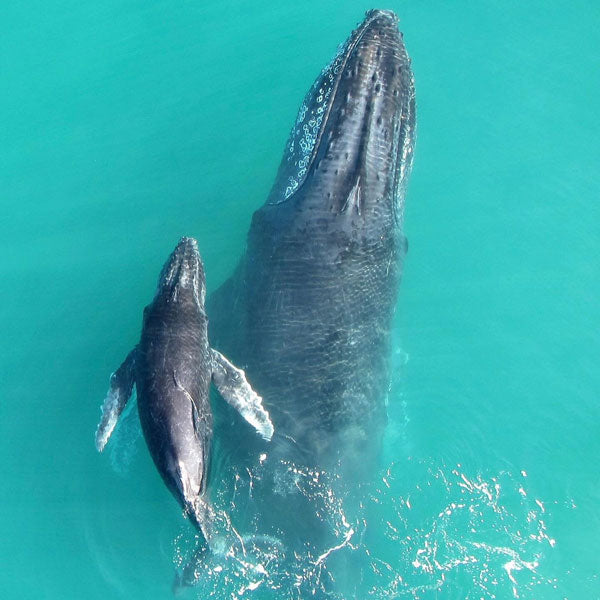 Gray Whale - Whale Watching Brunch