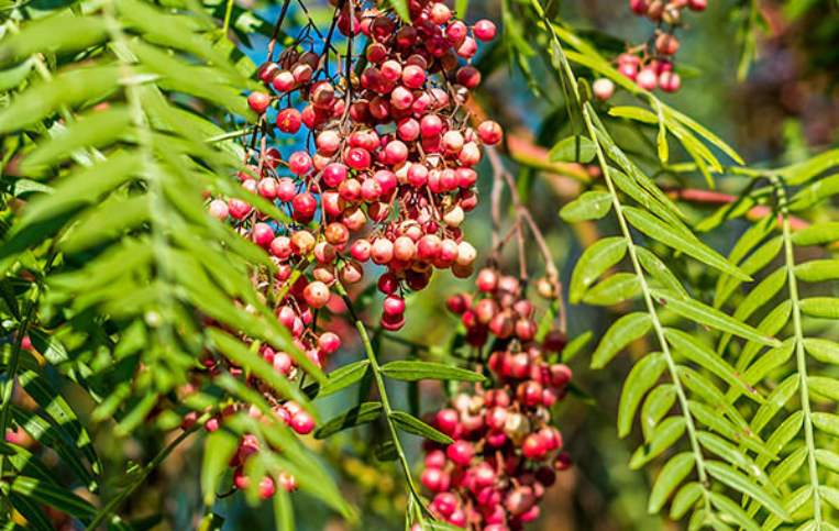 the pink peppercorns from Peruvian pepper trees are 100 percent edible