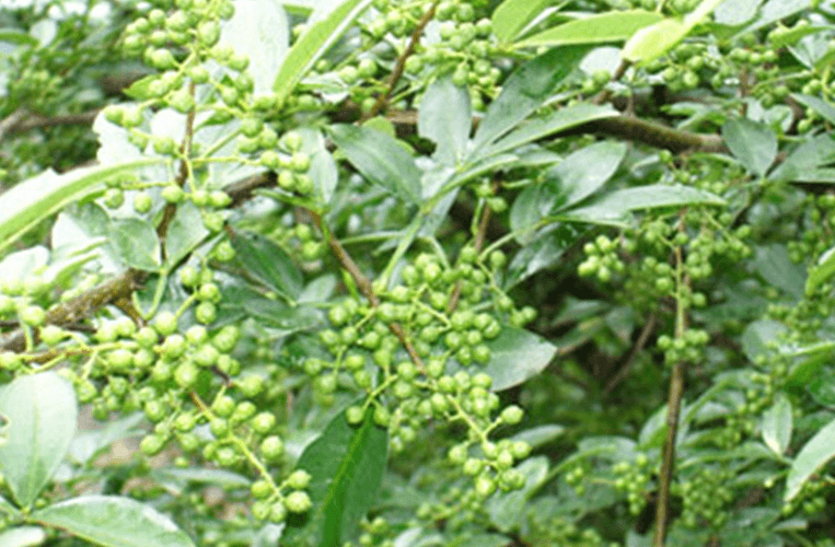 Buy Sichuan Green Peppercorn for your new favorite food addiction