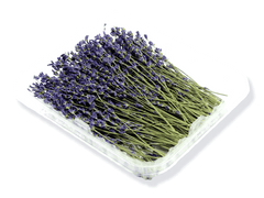 Get Fresh True French Lavender Flowers online
