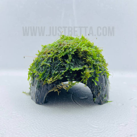 Moss Ball Aquarium - Best Price in Singapore - Dec 2023