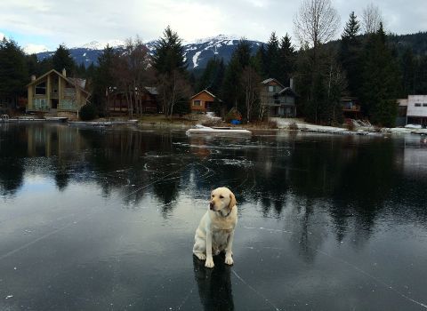 Dog standing on clear ice