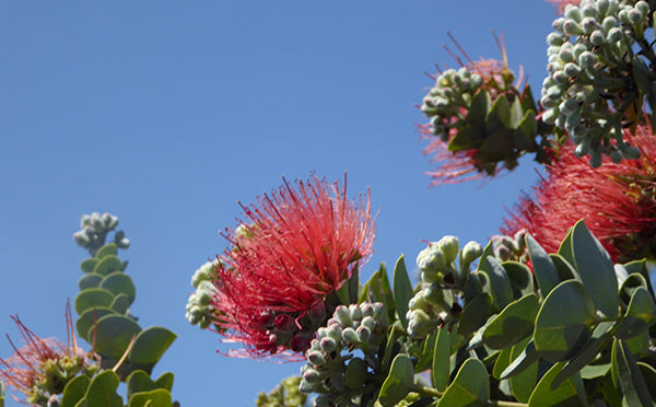 Lehua blossom on Ohia tree